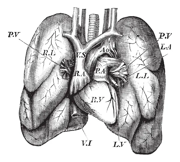 Ανθρώπινη καρδιά και τους πνεύμονες vintage Χαρακτική — Διανυσματικό Αρχείο