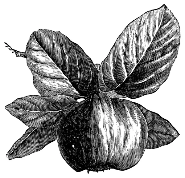 木瓜或基多尼亚低产复古雕刻 — 图库矢量图片