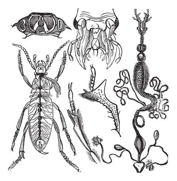 昆虫学 coleopteres 或法语语言科学杂志 — 图库矢量图片