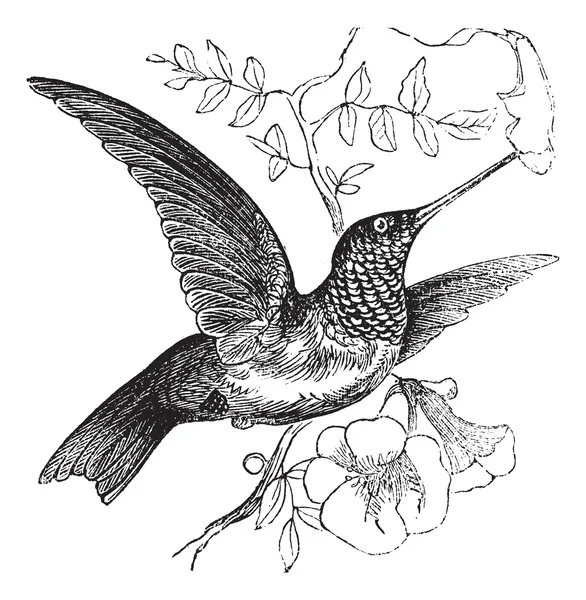 Ruby-throated Hummingbird or Archilochus colubris vintage engrav — Stock Vector