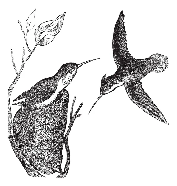Rufous Hummingbird ou Selasphorus rufus gravura do vintage —  Vetores de Stock