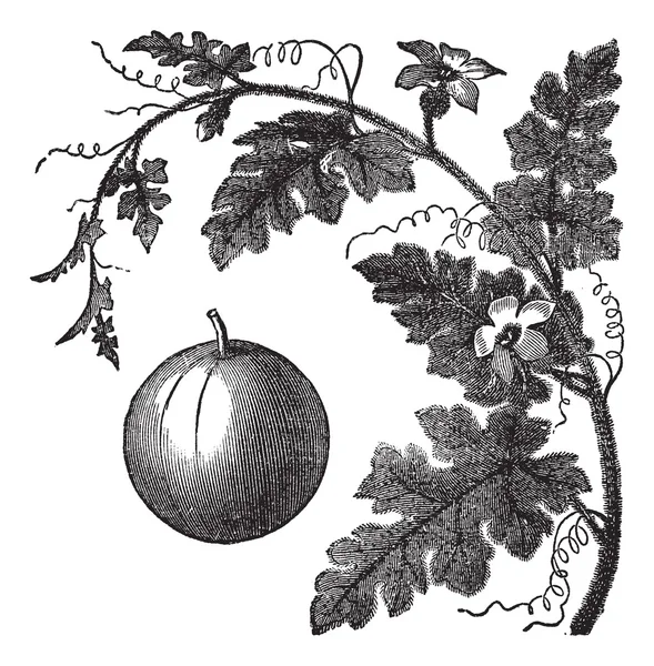 Colocynthe ou Pomme amère ou concombre amer ou Egusi ou Vigne de — Image vectorielle