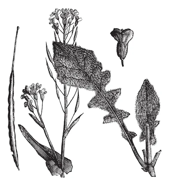 Mostaza de campo o mostaza de nabo o leva de Brassica rapa o Brassica — Archivo Imágenes Vectoriales