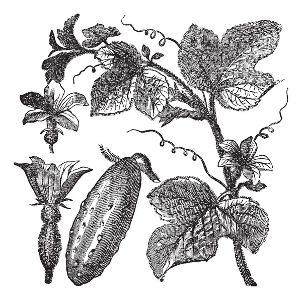 Огірок або кукурудза Sativus старовинна гравюра — стоковий вектор