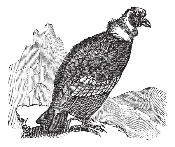 안데스 콘도 르 또는 Vultur gryphus 빈티지 조각 — 스톡 벡터