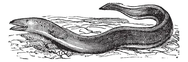 Conger Anguille ou Conger sp. gravure vintage — Image vectorielle
