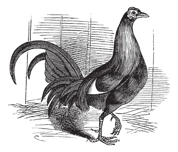 Gamecock atau Game Rooster atau Game Cockerel atau Gallus gallus - Stok Vektor