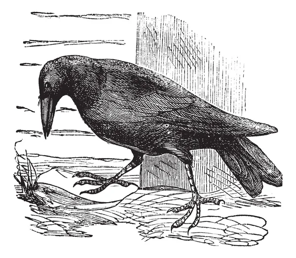 Raven or Corvus sp. vintage engraving — Stock Vector