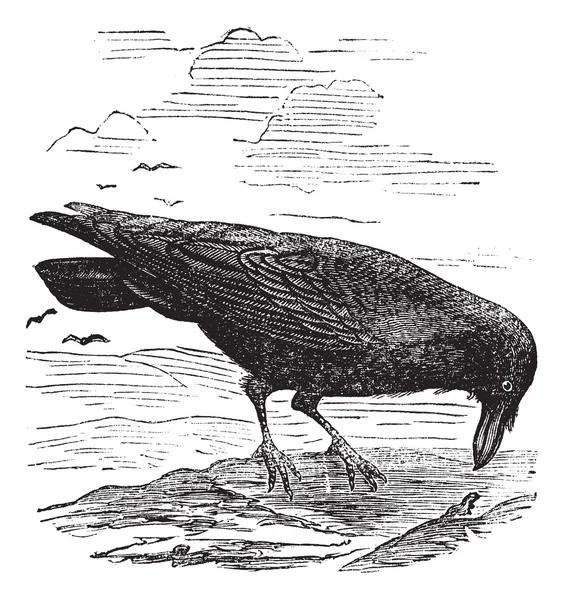 Corbeau commun ou Corbeau nordique ou Corvus corax gravure vintage — Image vectorielle