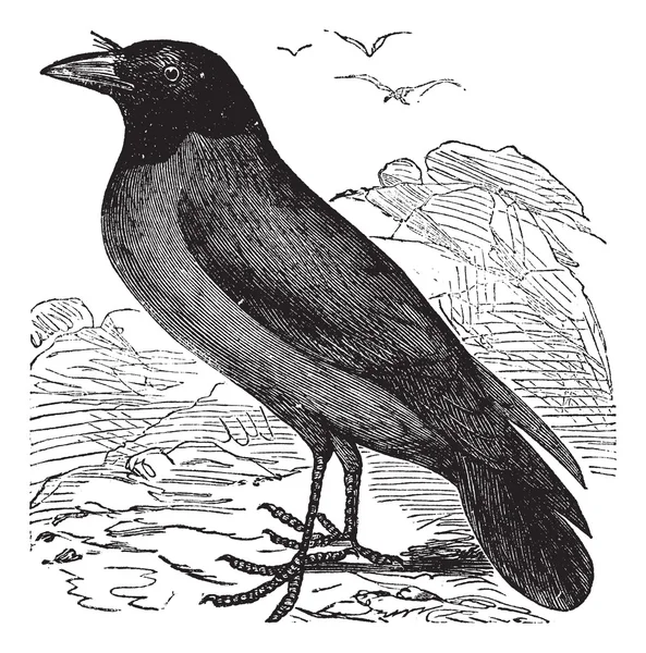 З капюшоном ворона або Hoodiecrow або Corvus cornix vintage гравіювання — стоковий вектор