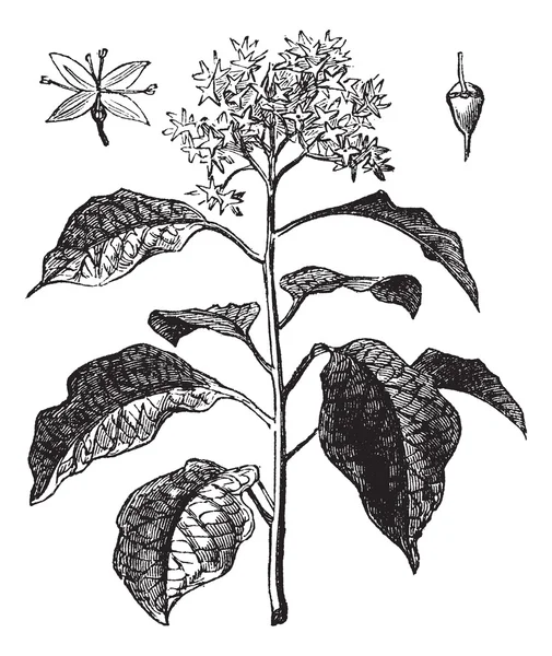 Pagoda dogwood lub zastępca liściach dereń lub cornus alternifoli — Wektor stockowy