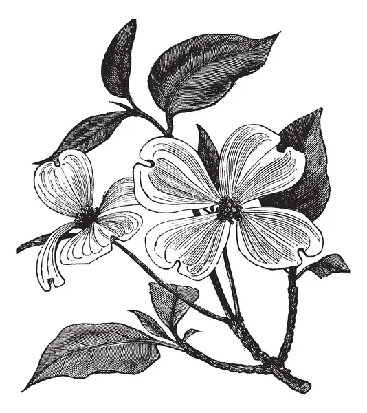 Цветущие Dogwood или Cornus florida винтажная гравировка — стоковый вектор