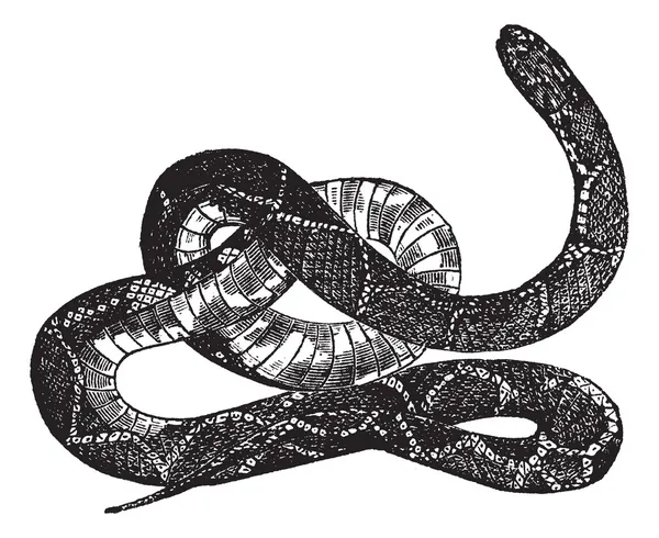 Королівська змія або Королівська змія звичайна vintage гравіювання — стоковий вектор