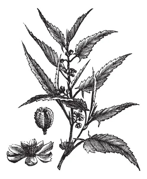 Jute ou Corchorus capsularis ou Corchorus olitorius vintage engr — Image vectorielle