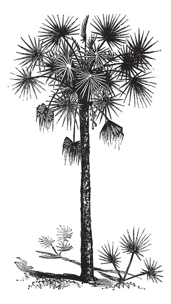 Palmetto oder Kohlpalme oder Kohlpalme oder Palmetto-Palme oder — Stockvektor