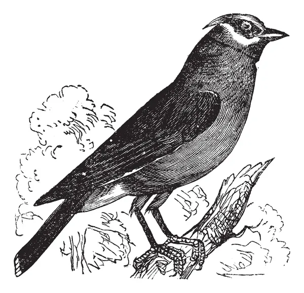 Cedar Pestvogels of bombycilla cedrorum vintage gravure — Stockvector