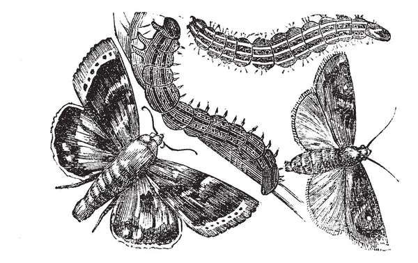 Owlet moth or Noctuidae vintage engraving — Stock Vector