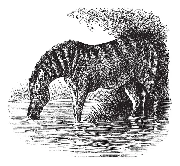 Burro ou Equus asinus gravura vintage — Vetor de Stock