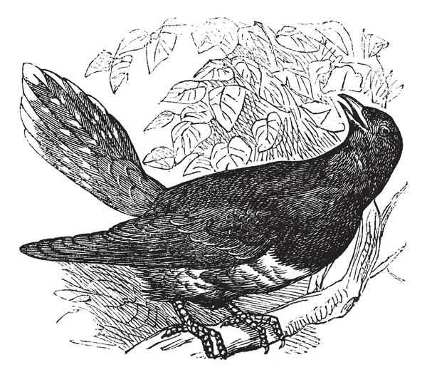 Comum Cuckoo ou Cuculus canorus gravura vintage — Vetor de Stock