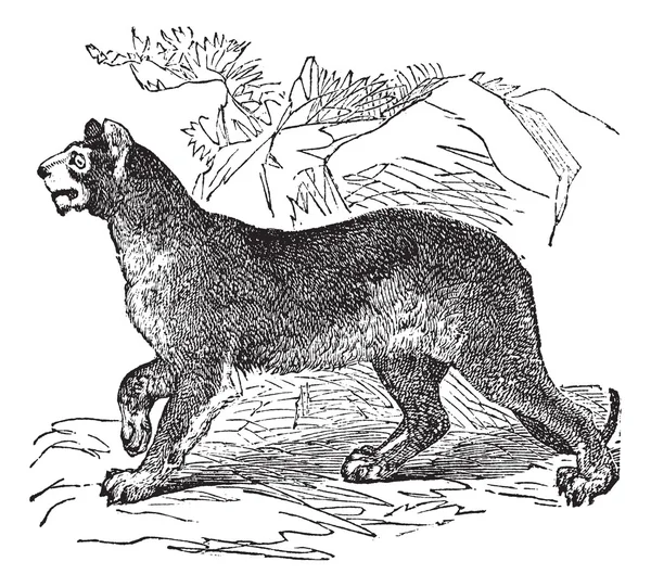Cougar eller puma eller panther eller mountain lion eller puma concolor vint — Stock vektor