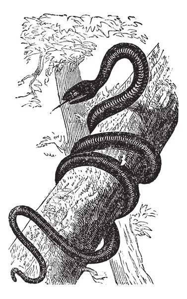 Doğu racer veya hazer yılanı antika gravür — Stok Vektör