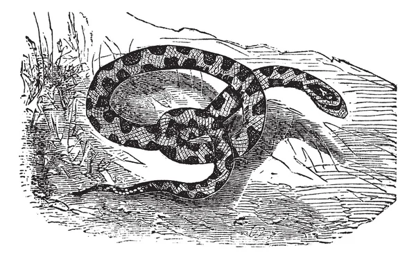 Kígyó csirke vagy patkány kígyó vagy Elaphe sp., vagy Pituophis melanoleuc — Stock Vector