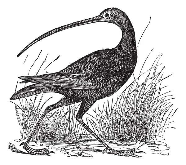 Curlew de pico delgado o grabado vintage Numenius tenuirostris — Archivo Imágenes Vectoriales