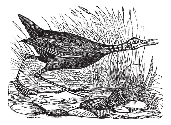 ツルモドキまたは carrao 入浴クーラン又は泣いている鳥または aramus guaraun — ストックベクタ
