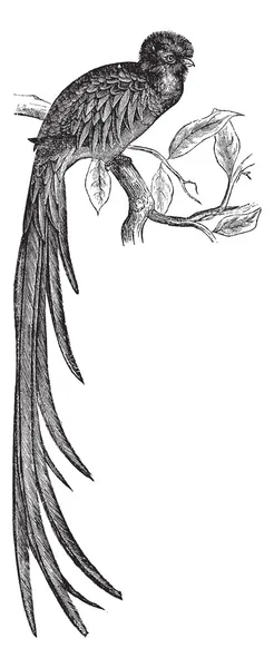 Zářivý quetzal nebo pharomachrus mocinno vinobraní gravírování — Stockový vektor