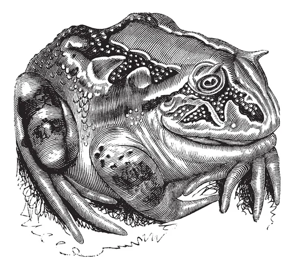 Żaba rogata Surinamski lub amazońskie żaba rogata lub ceratophrys kukurydzy — Wektor stockowy