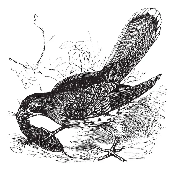 Falcon of falco sp. vintage gravure — Stockvector