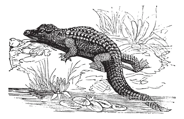Nilen krokodil eller crocodylus niloticus vintage gravyr — Stock vektor