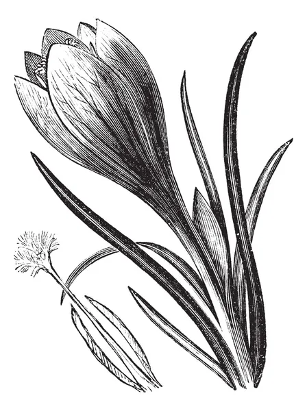 Crocus o Crocus sp. grabado vintage — Archivo Imágenes Vectoriales