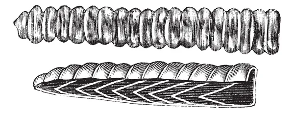 Rattlesnake Rattle vintage engraving — Stock Vector