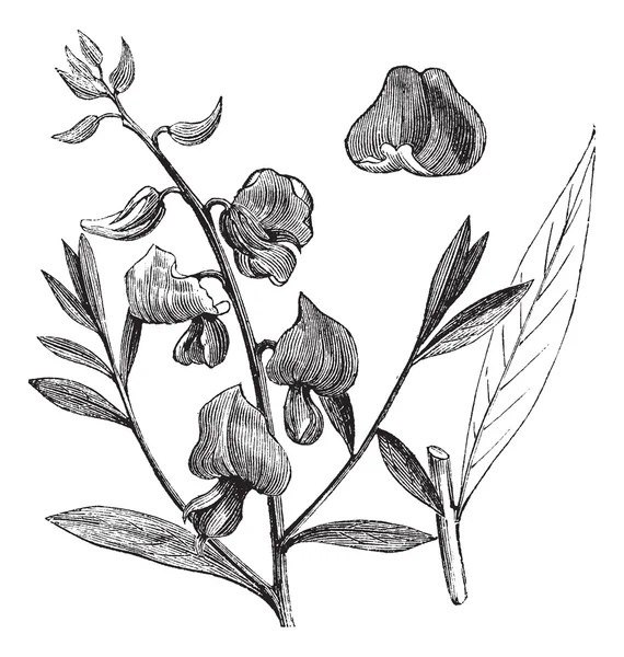 Sunn veya sunn kenevir veya crotalaria juncea vintage oyma — Stok Vektör