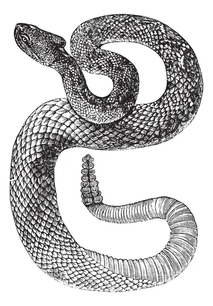 Dél-amerikai csörgőkígyó vagy trópusi csörgőkígyó vagy Crotalus d — Stock Vector