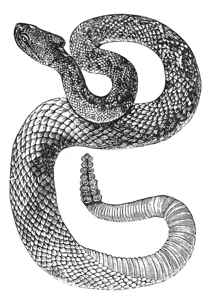 Zuid-Amerikaanse ratelslang of tropische ratelslang of crotalus d — Stockvector