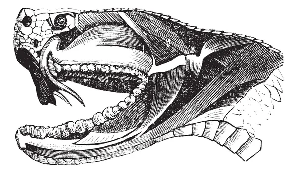 Винтажная гравировка Viper Snake Head — стоковый вектор