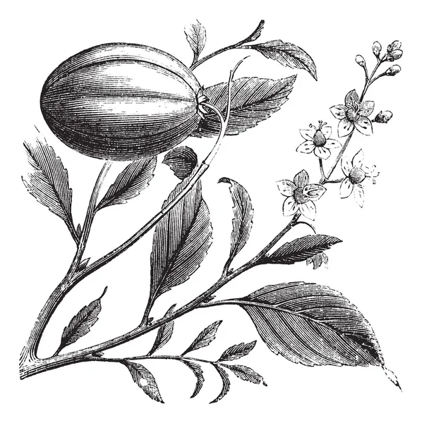 Purging Croton ou Croton tiglium, gravura vintage —  Vetores de Stock