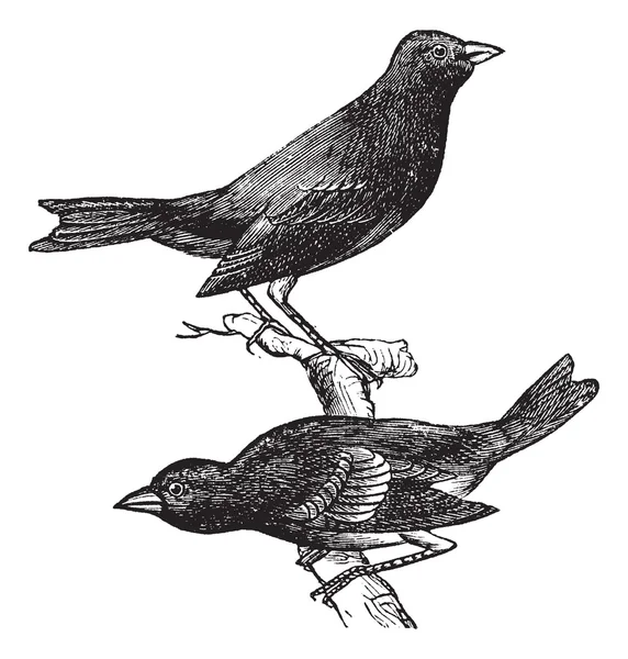 Indigo kiraz kuşu veya passerina cyanea, antika gravür — Stok Vektör