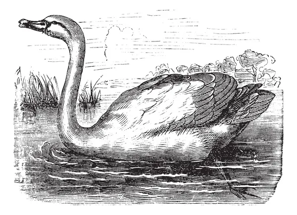 Mute Swan or Cygnus olor, vintage engraving — Stock Vector