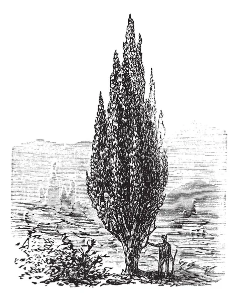 Mediterranean Cypress or Italian Cypress or Tuscan Cypress or Gr — Stock Vector