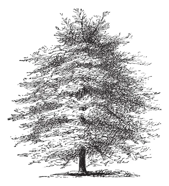 Olasz Cypress vagy Cupressus sempervirens horizontalis, vintage — Stock Vector