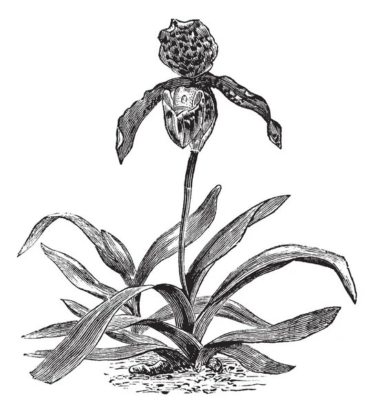 Paphiopedilum orchidea vagy Paphiopedilum exul, vintage gravírozás — Stock Vector