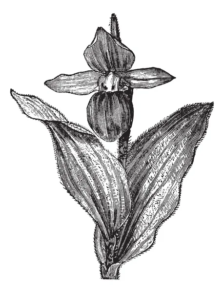 Orquídea de la zapatilla de señora o orquídea de la zapatilla de señora o orquídea de la zapatilla — Vector de stock
