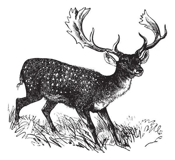 Fallow Deer or Dama dama, vintage engraving — Stock Vector