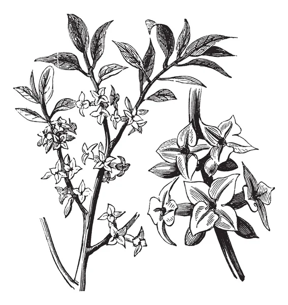 Daphne or Daphne mezereum, vintage engraving — Stock Vector