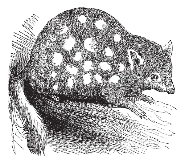 Quoll oriental o gato nativo oriental o Dasyurus viverrinus, vint — Archivo Imágenes Vectoriales