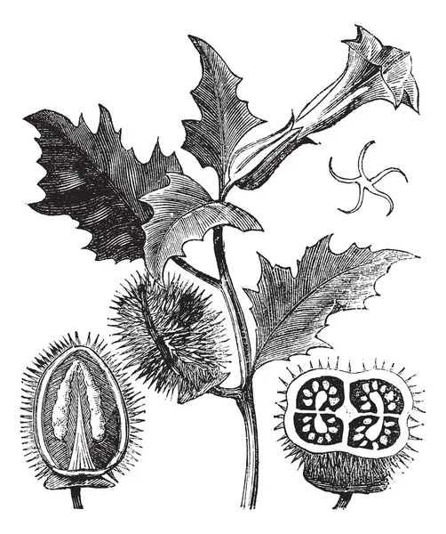 Thorn Apple ou Jimson Weed ou Datura stramonium, gravura vintage — Vetor de Stock