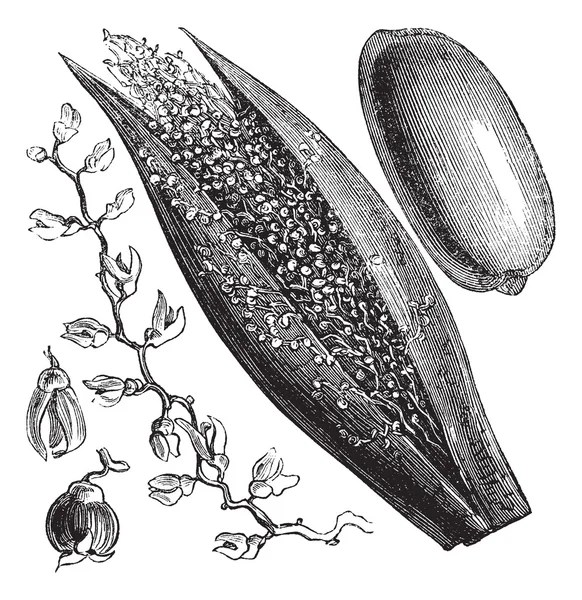 Dattelpalme oder Phönix daktylifera, Vintage-Gravur — Stockvektor